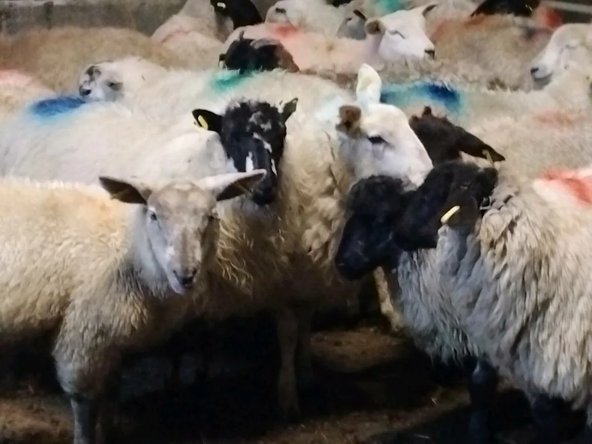 35 Ewe Lamb's-€3100 - Image 1