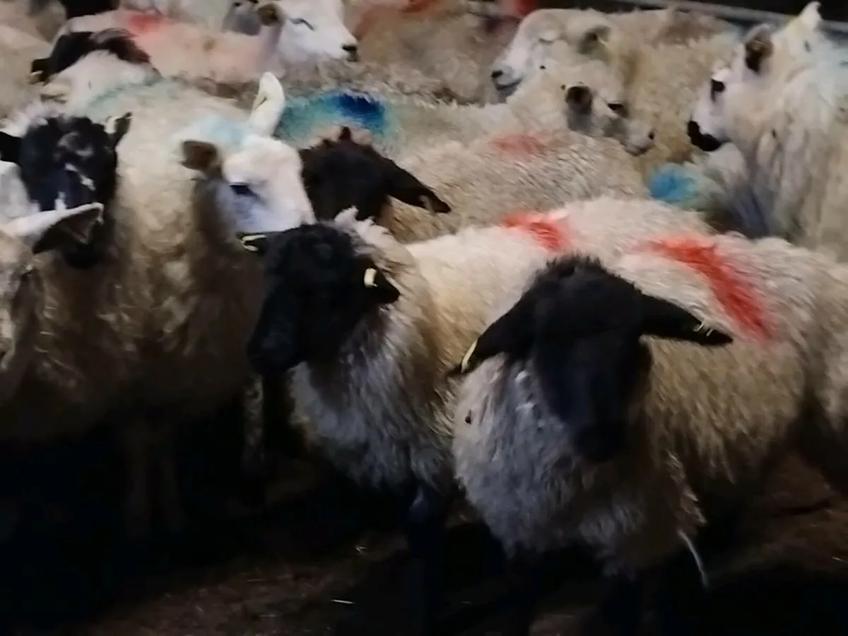 35 Ewe Lamb's-€3100 - Image 2