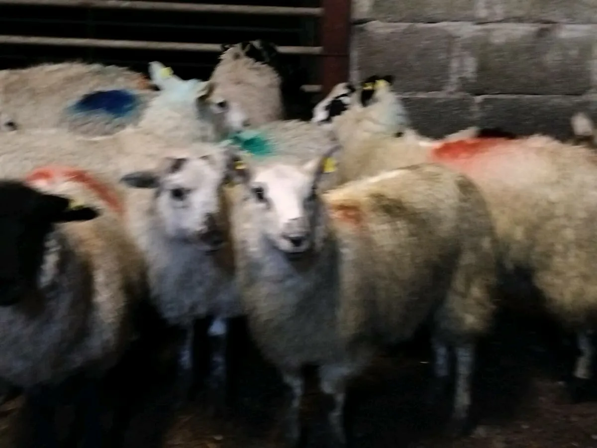 35 Ewe Lamb's-€3100 - Image 3