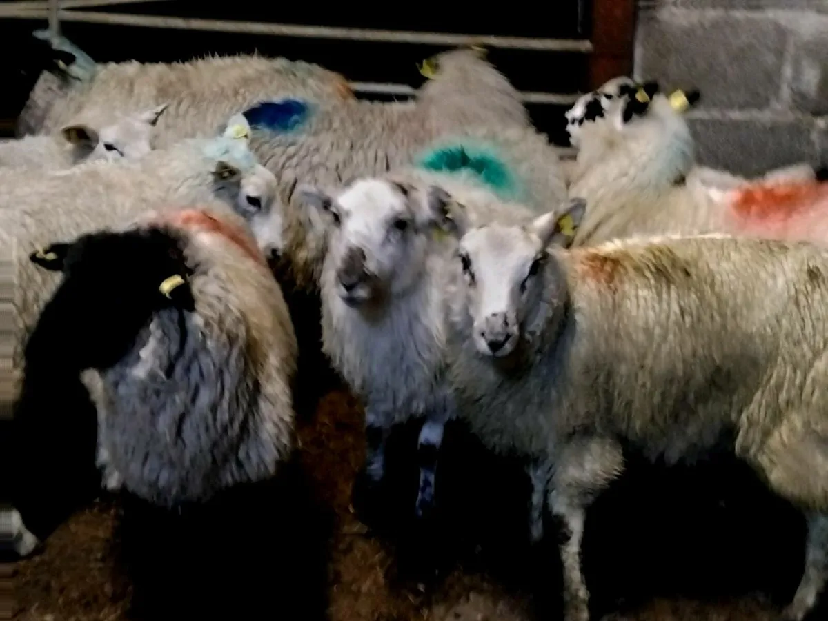 35 Ewe Lamb's-€3100 - Image 4