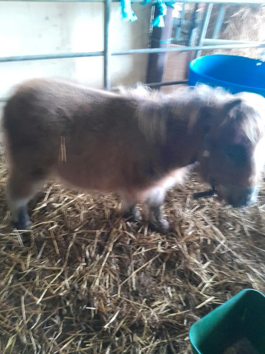 Miniature falabella,s - Image 2