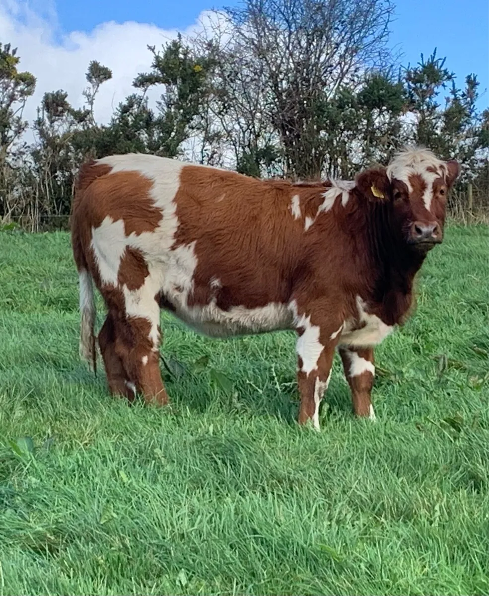 Weanling Heifers ( Balla Mart Lots 987 & 988 ) - Image 1