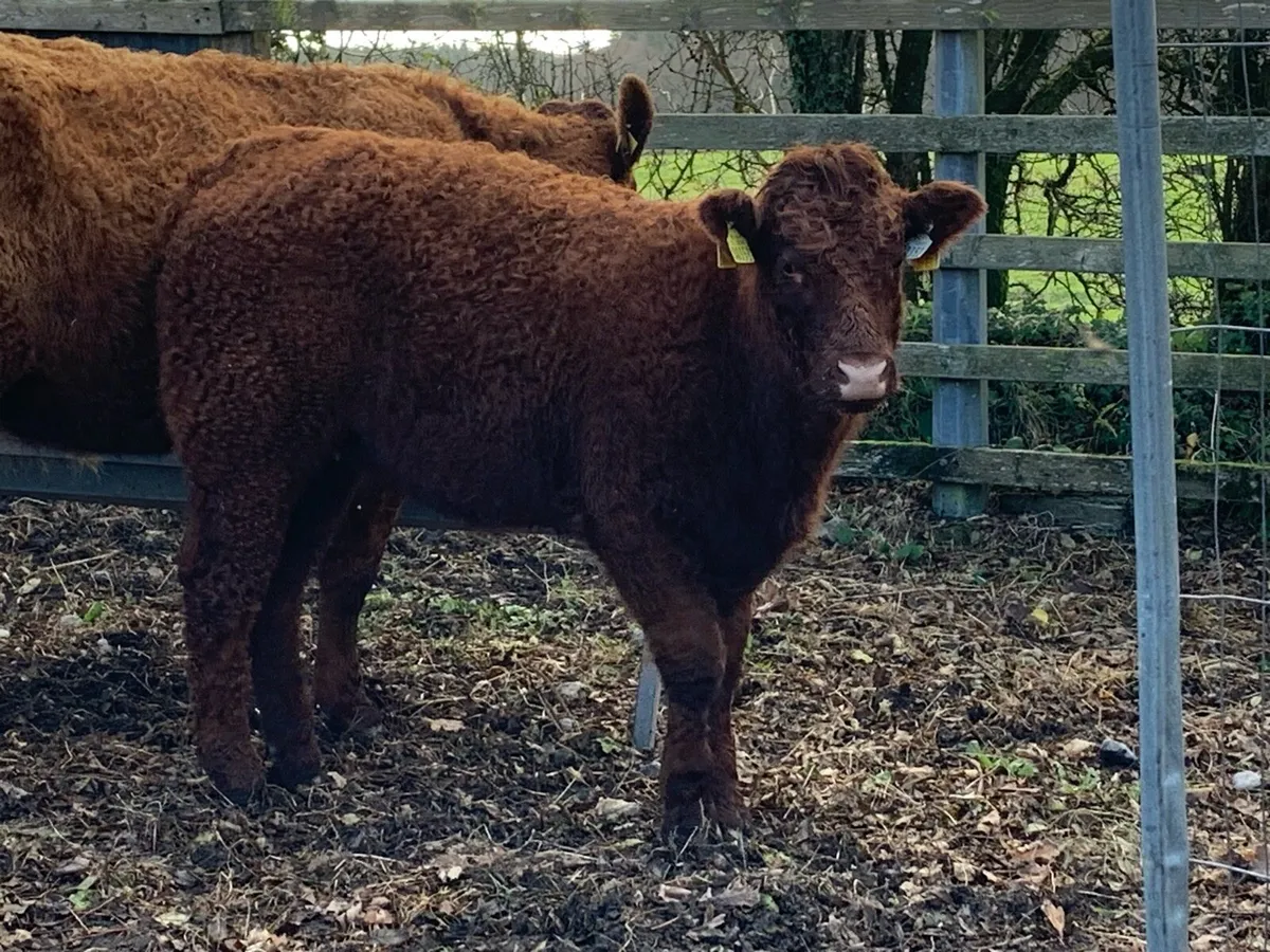 Weanling Heifers ( Balla Mart Lots 987 & 988 ) - Image 2