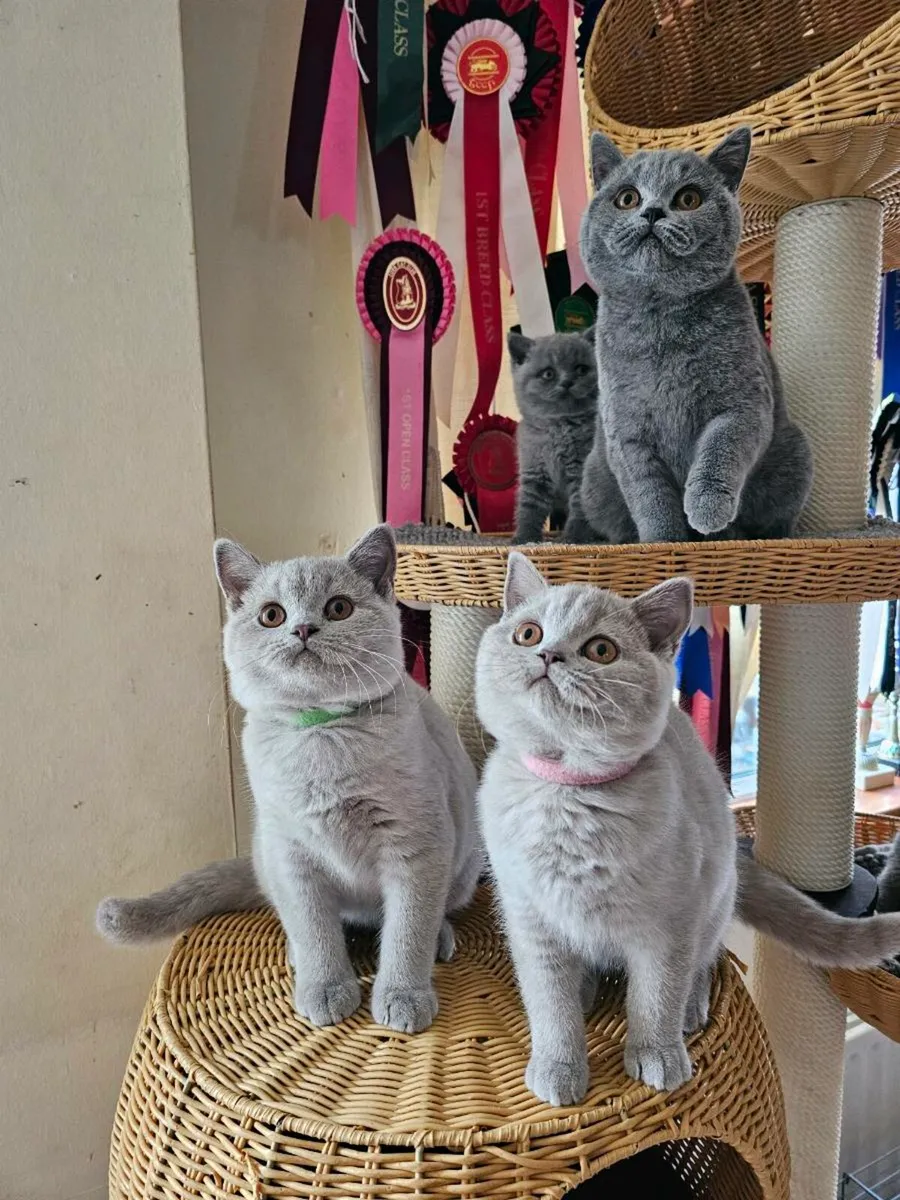 British Shorthair kitten - Image 1