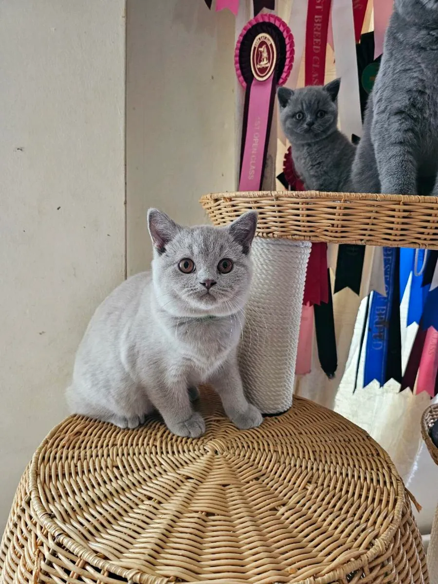 British Shorthair kitten - Image 3