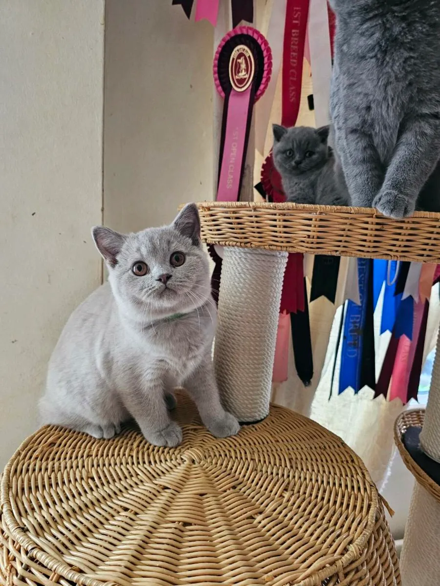 British Shorthair kitten - Image 4