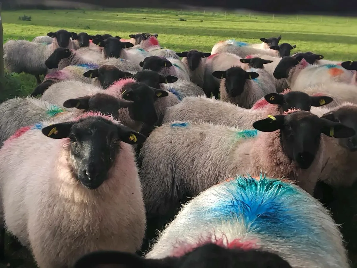 80 Suffolk Ewe Lamb's - Image 1