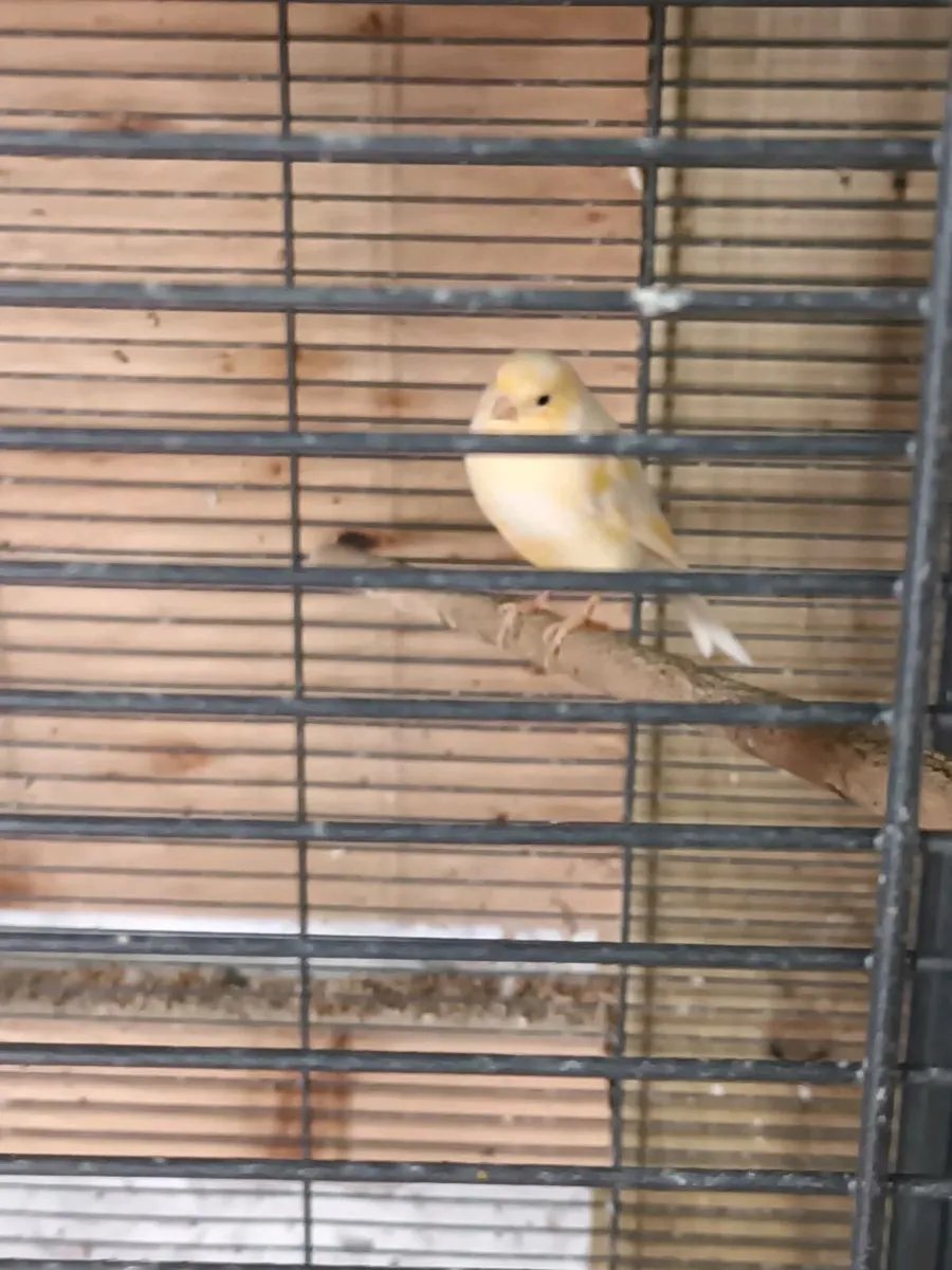 canaries - Image 4