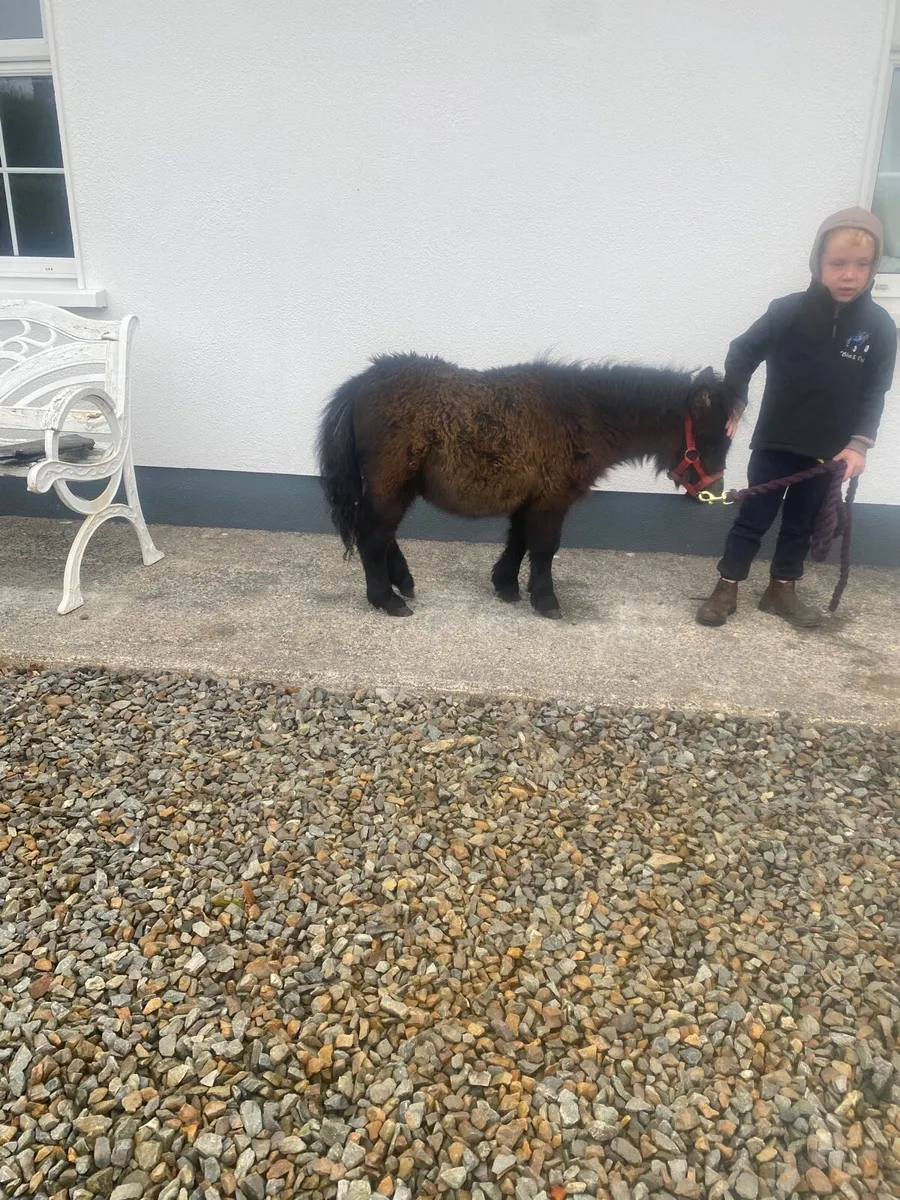 Miniature colt foal - Image 1