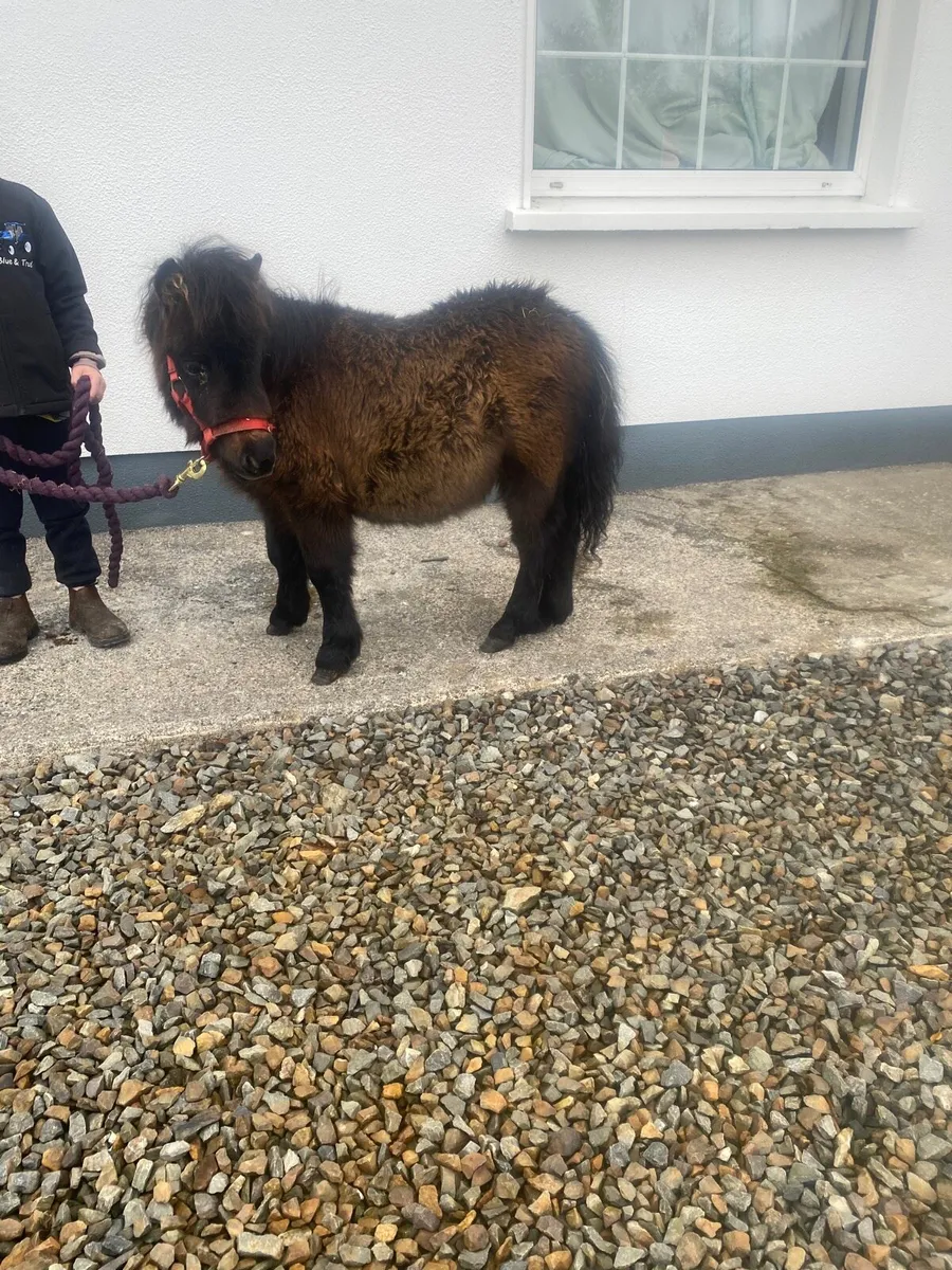 Miniature colt foal - Image 2