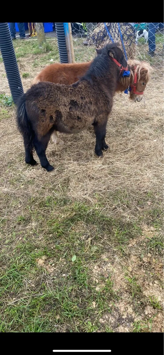 Miniature colt foal - Image 3