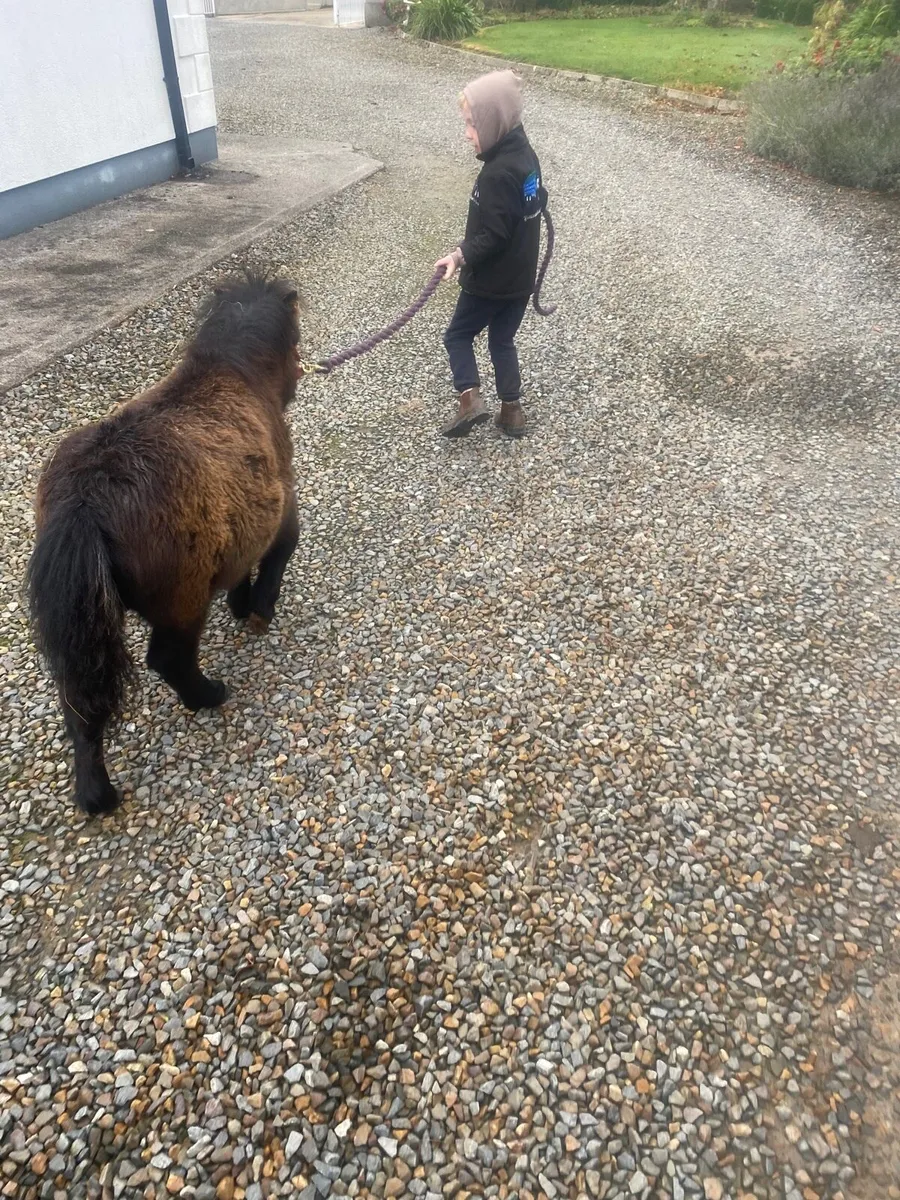 Miniature colt foal - Image 4