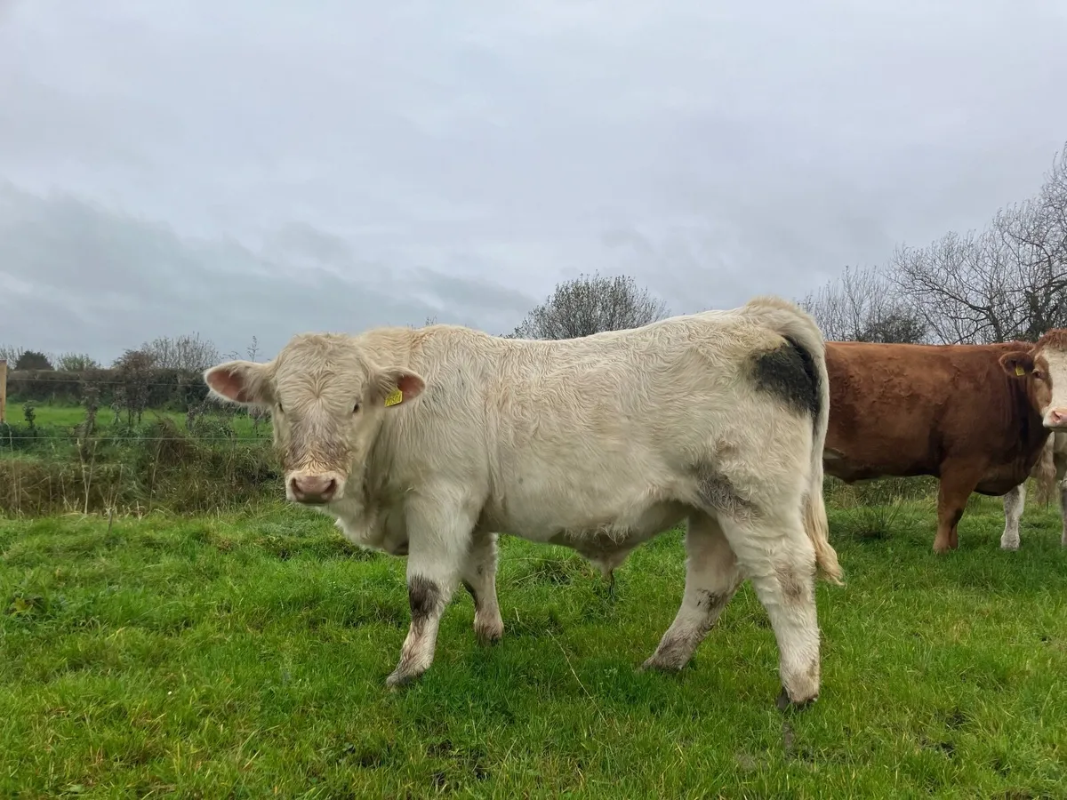 Bull weanlings - Image 4