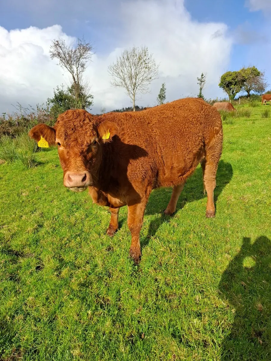 3 Quality In Calf Heifers - Image 1