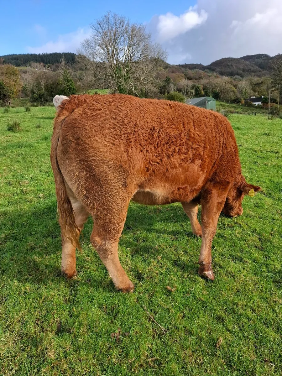3 Quality In Calf Heifers - Image 2