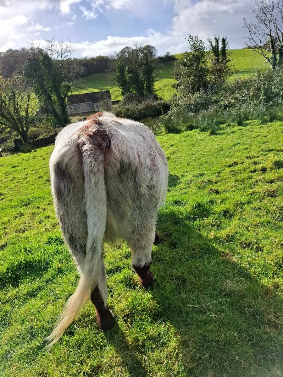 3 Quality In Calf Heifers - Image 3