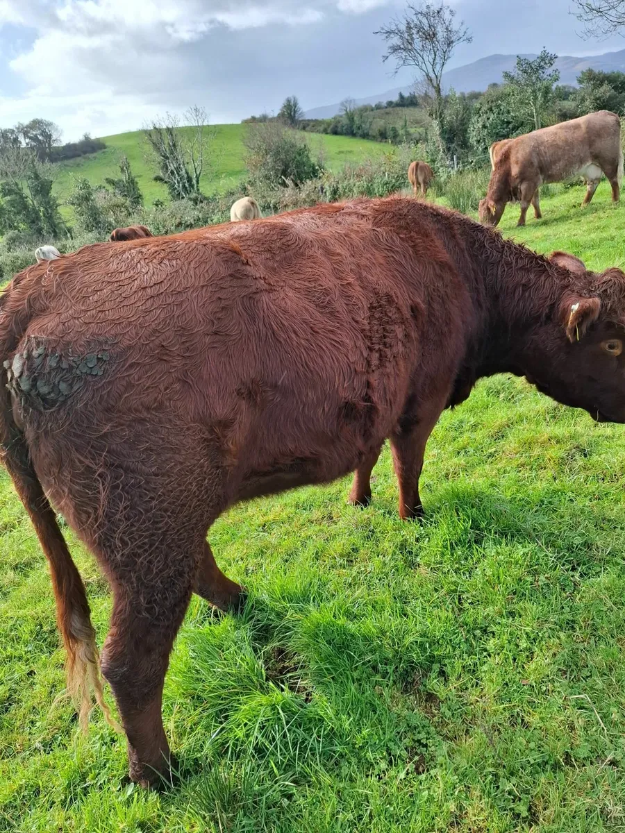 3 Quality In Calf Heifers - Image 4