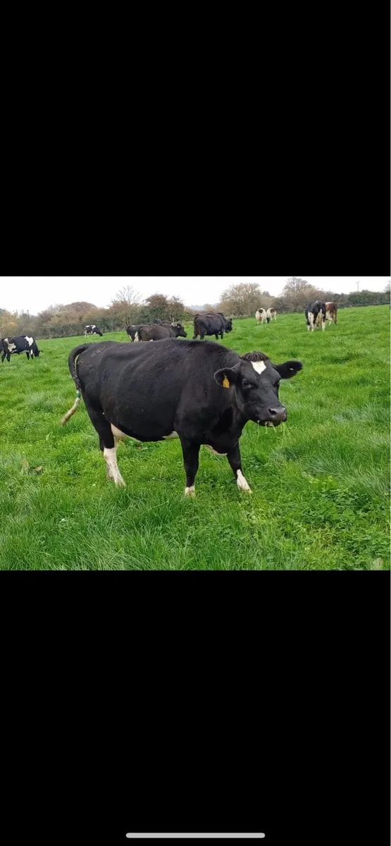 Xbread young empty and incalf cows - Image 1