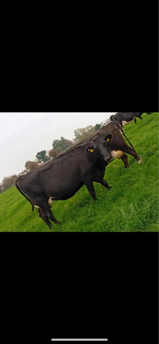 Xbread young empty and incalf cows - Image 2