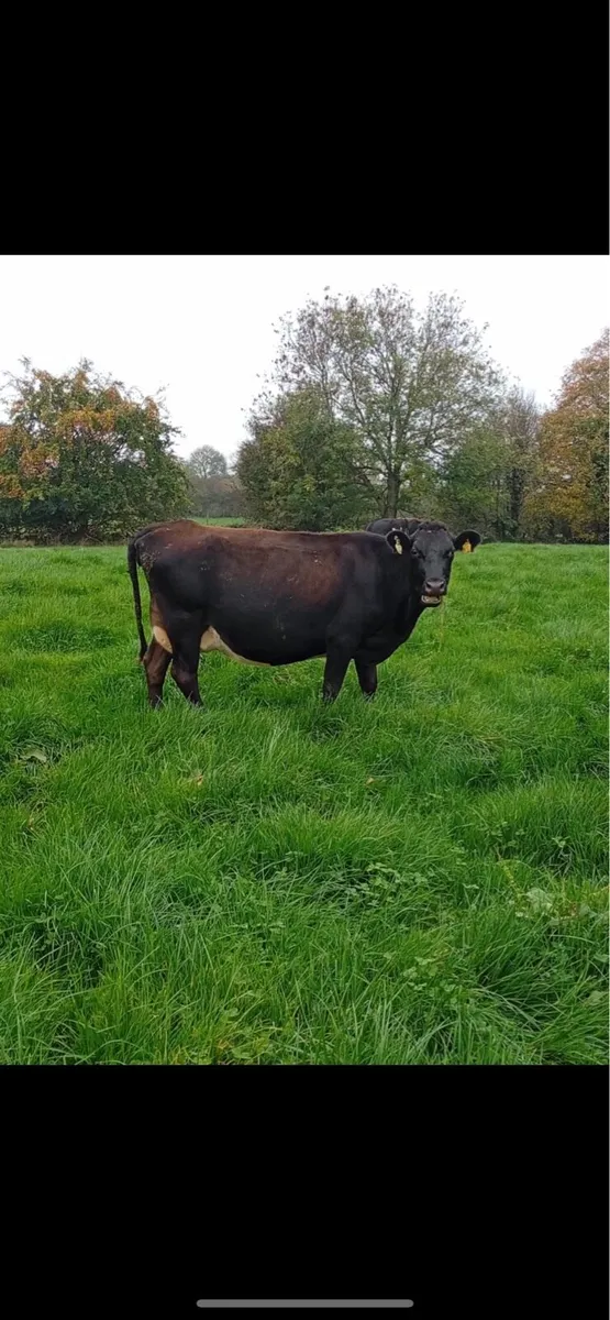 Xbread young empty and incalf cows - Image 3