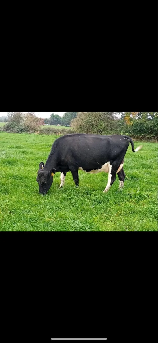Xbread young empty and incalf cows - Image 4