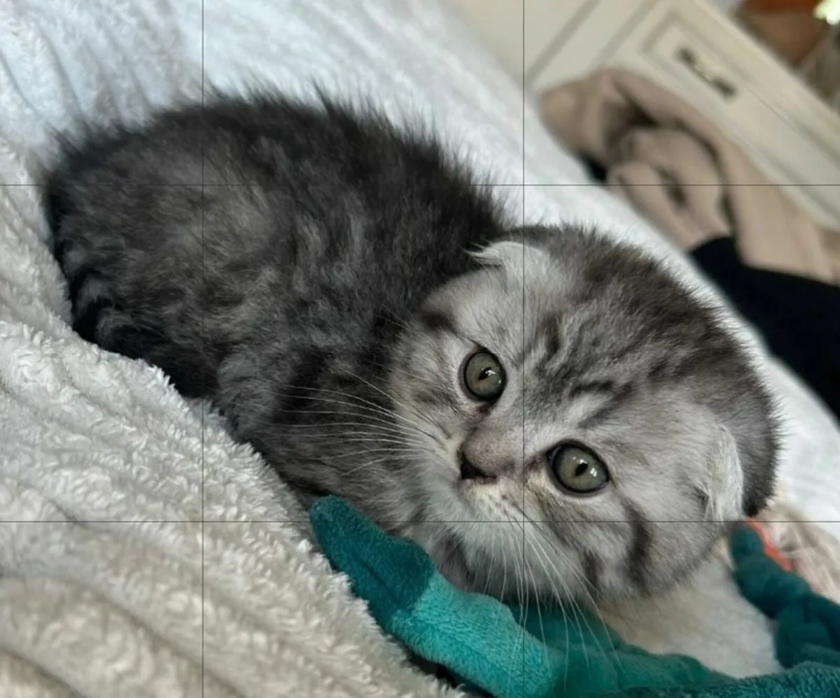 Scottish fold and straight kittens - Image 3