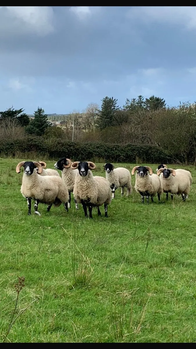 Swaledale & Lanark - Image 2