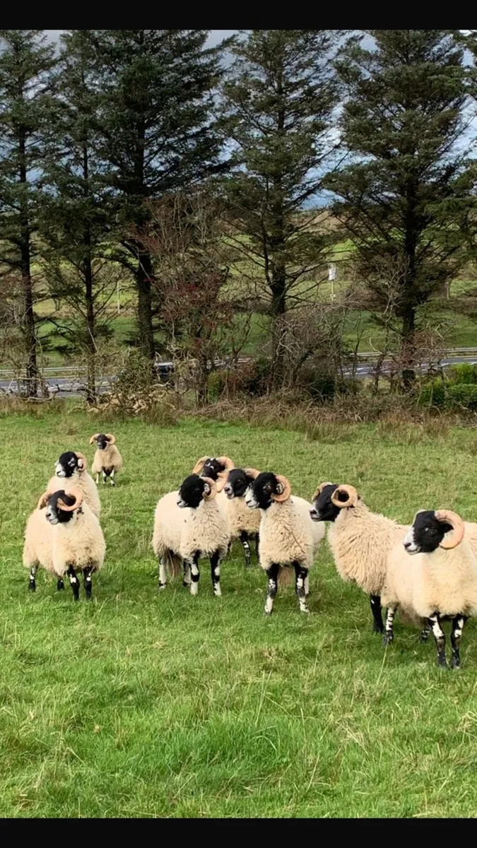 Swaledale & Lanark - Image 3