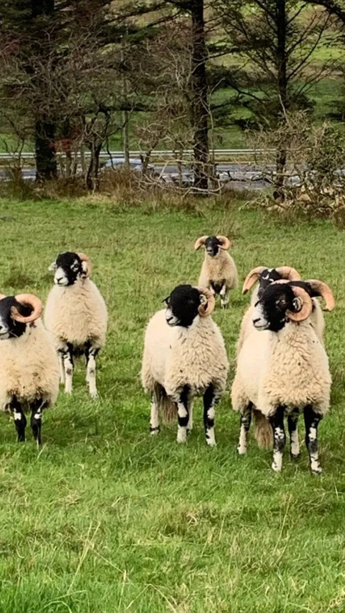 Swaledale & Lanark - Image 4