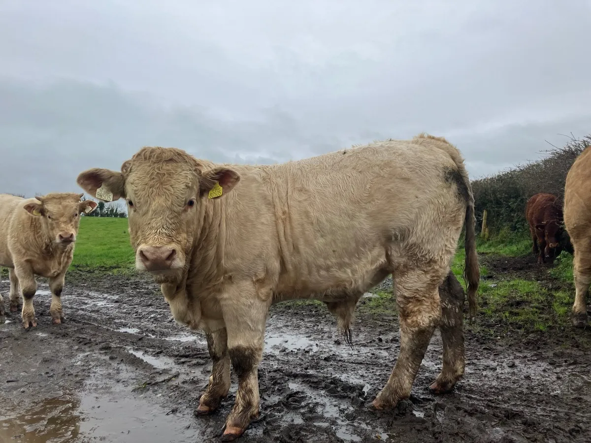Bull weanlings - Image 1