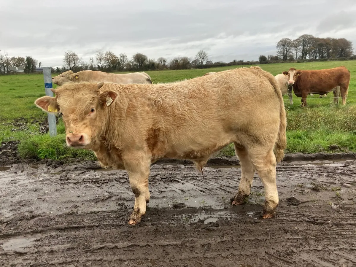 Bull weanlings - Image 2