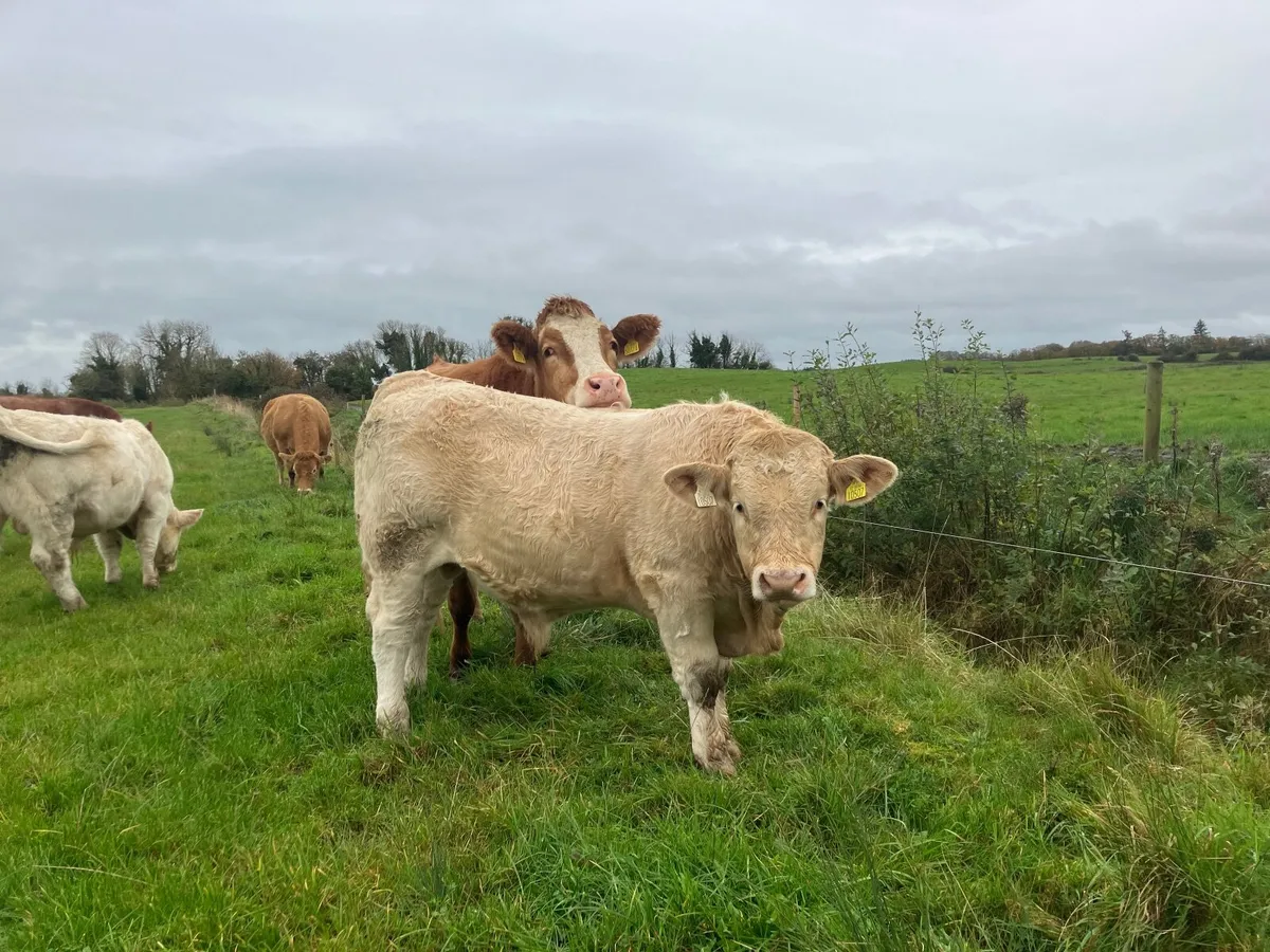 Bull weanlings - Image 3