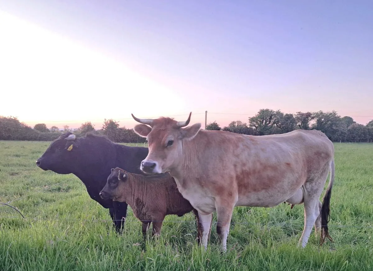 Jersey x aubrac cow - Image 1