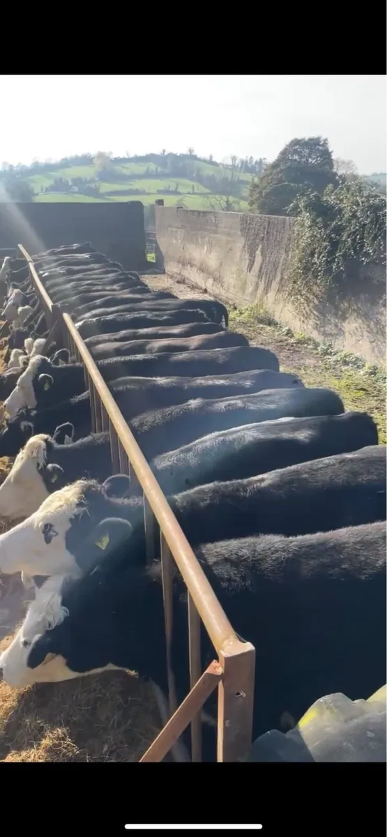 Store Heifers - Image 1
