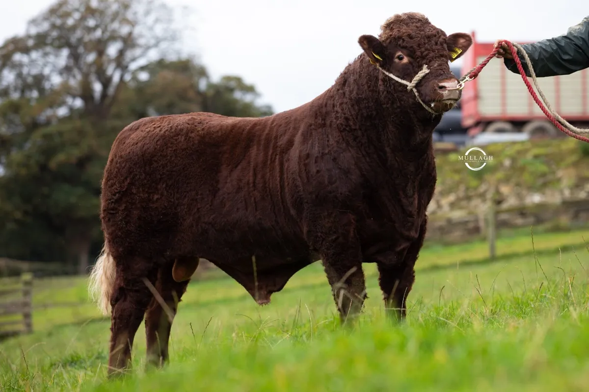 Pedigree Salers bull