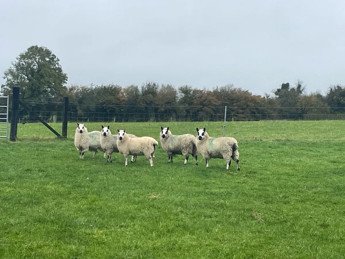 Kerryhill ewe lambs - Image 1