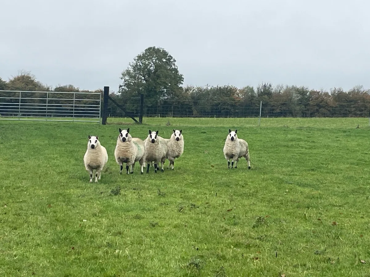 Kerryhill ewe lambs - Image 2