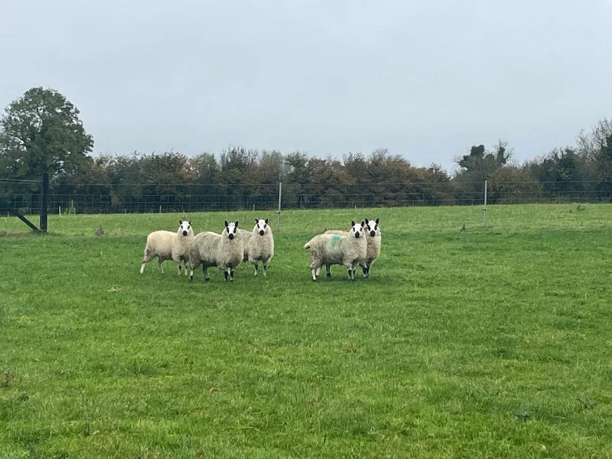 Kerryhill ewe lambs - Image 3