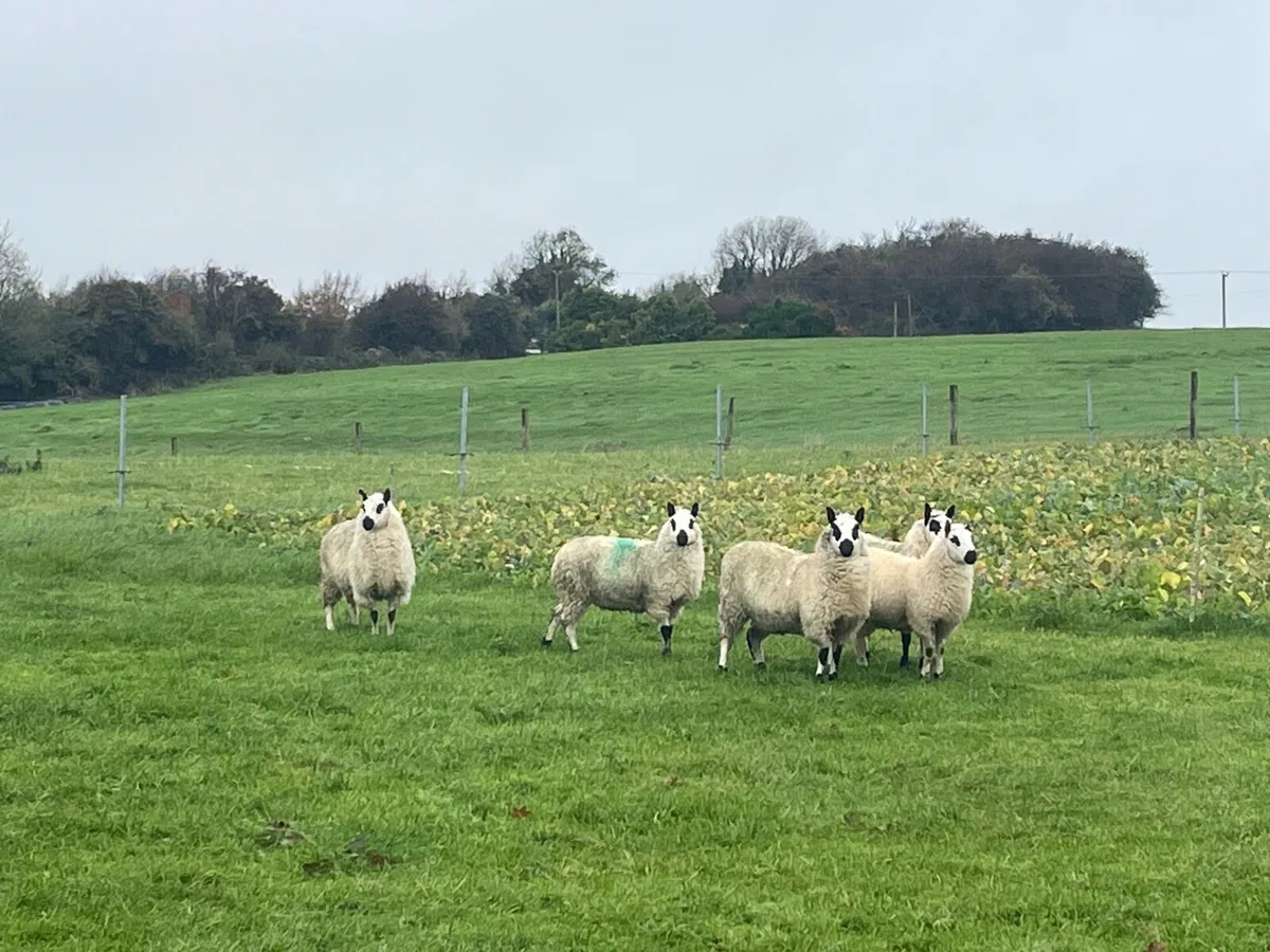 Kerryhill ewe lambs - Image 4