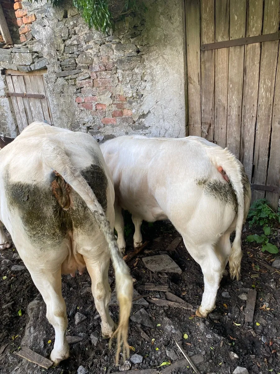 Heifer - Image 2