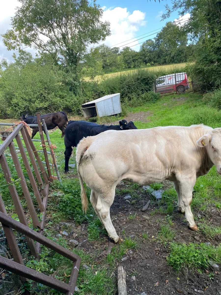 Heifer - Image 1