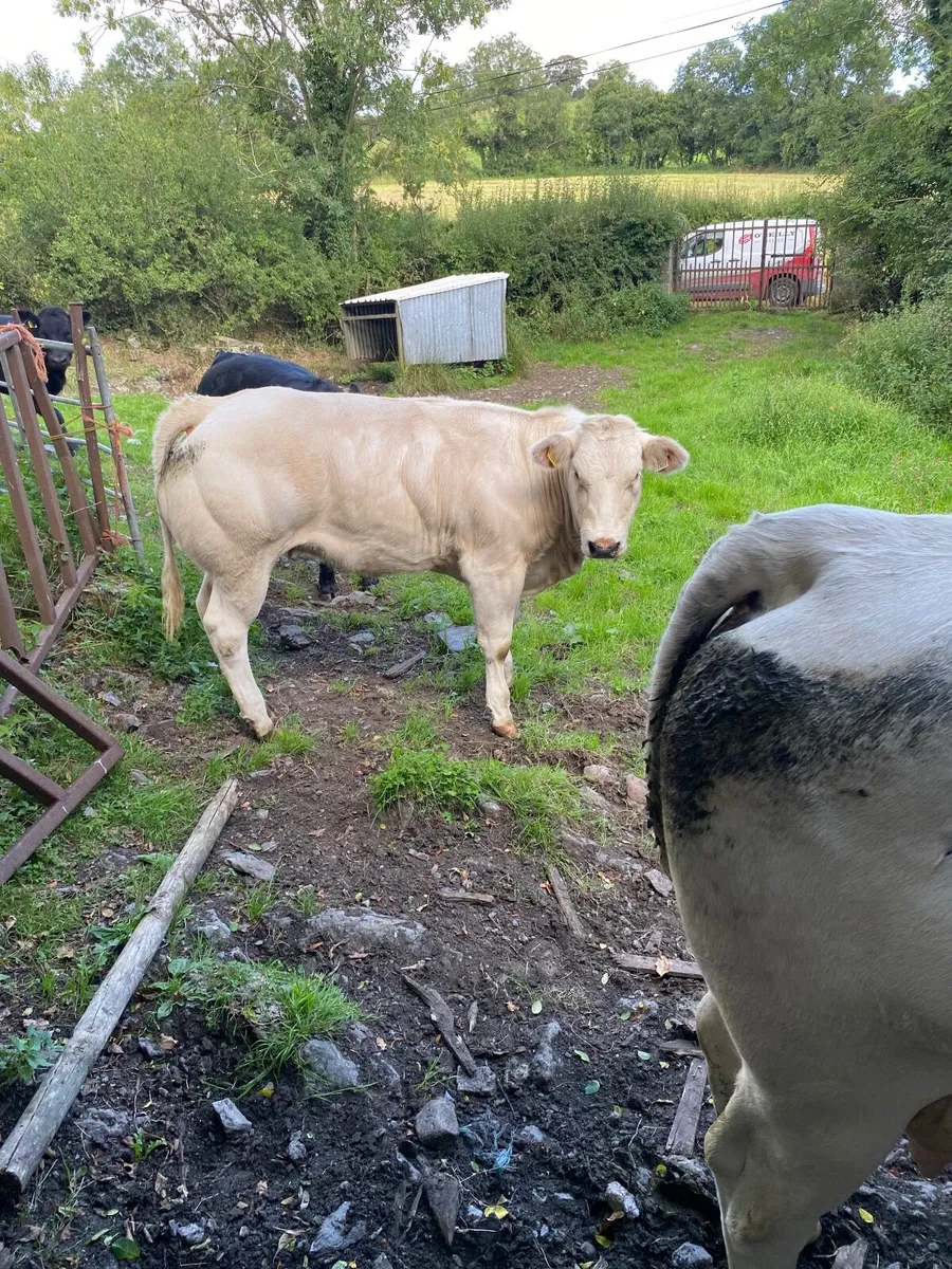 Heifer - Image 4