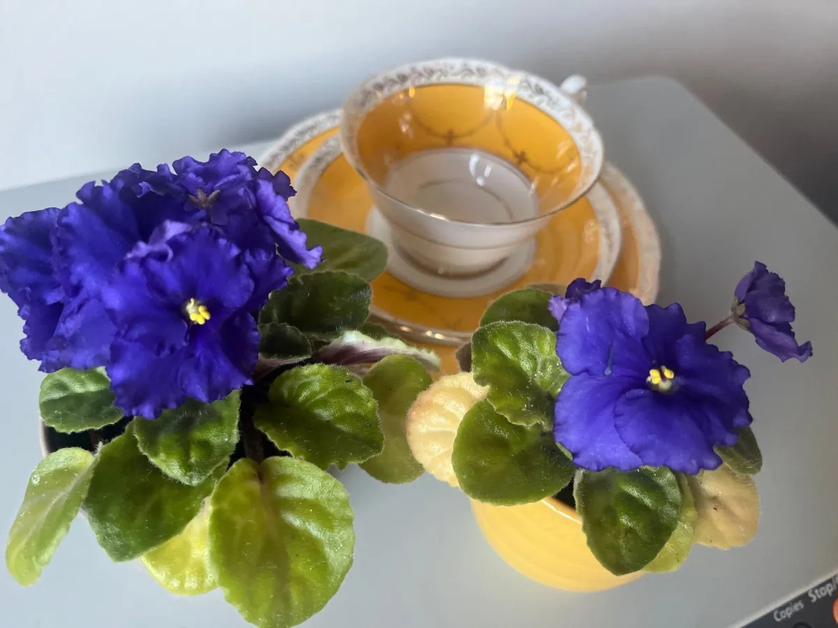 Viola plants with ceramic pots - Image 2