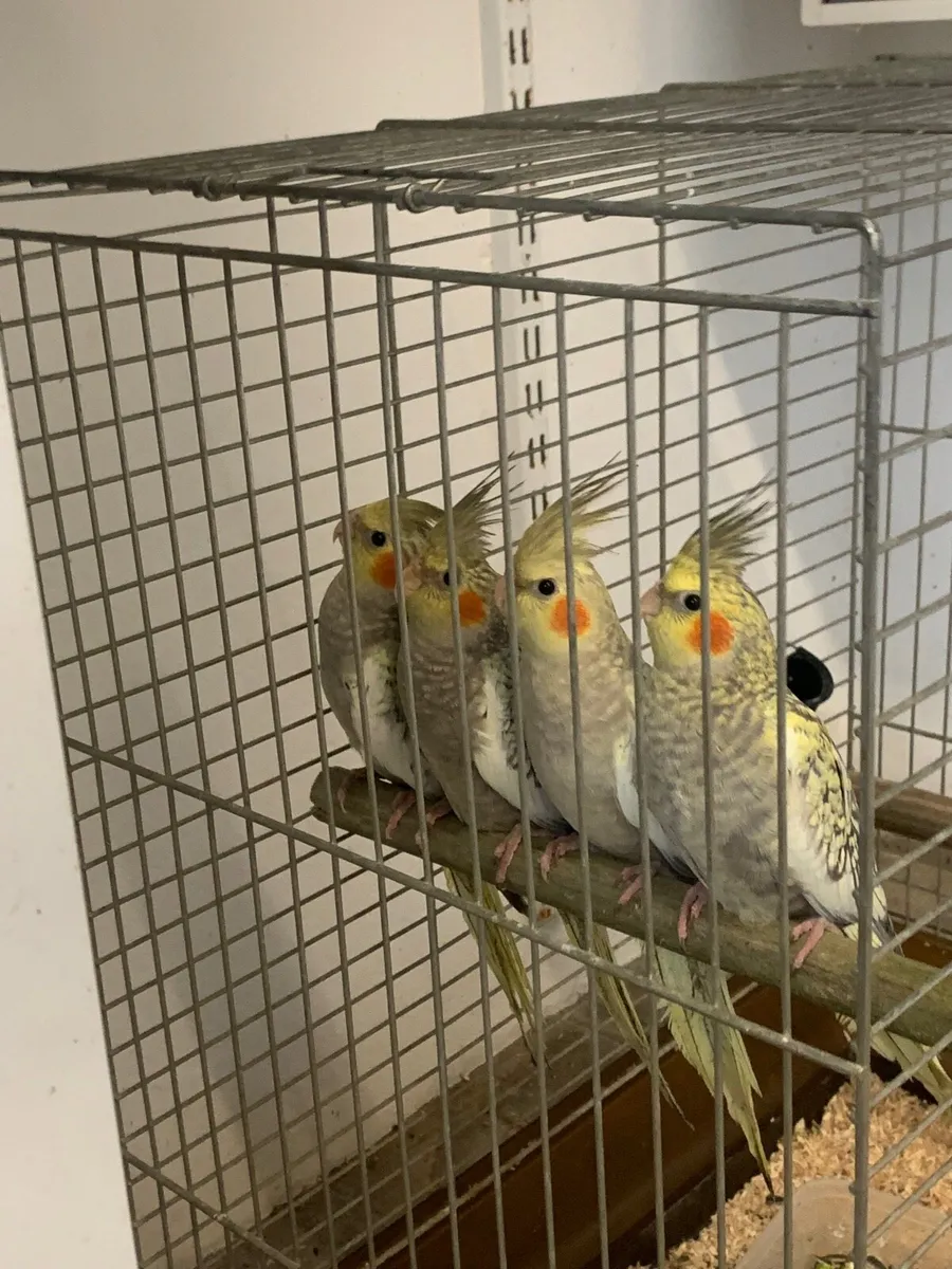 Cockatiel - Image 1