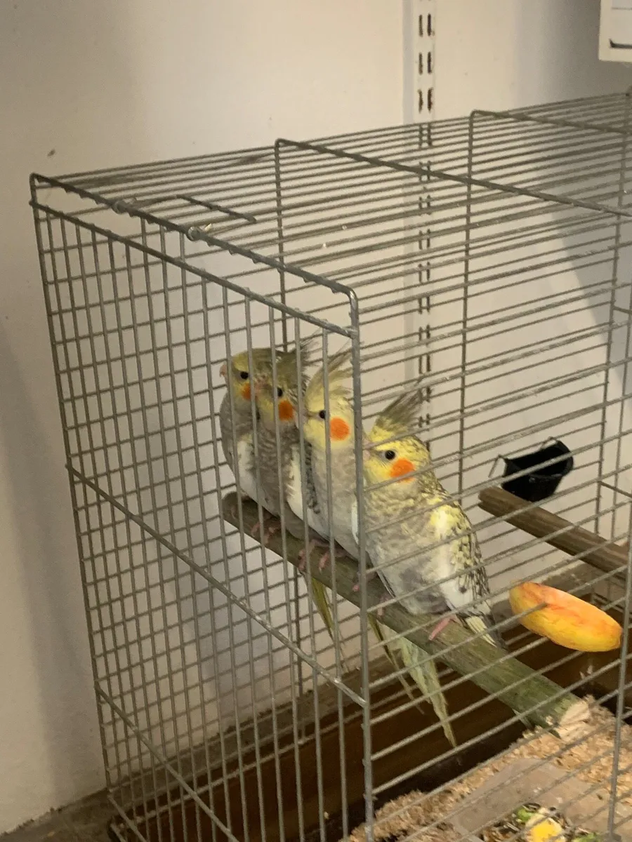Cockatiel - Image 2
