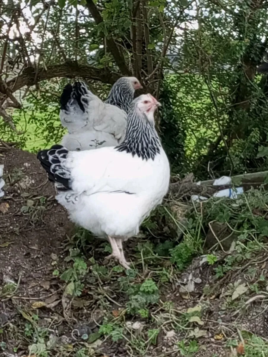 Sussex pair Carlisle pullets Brahma - Image 1