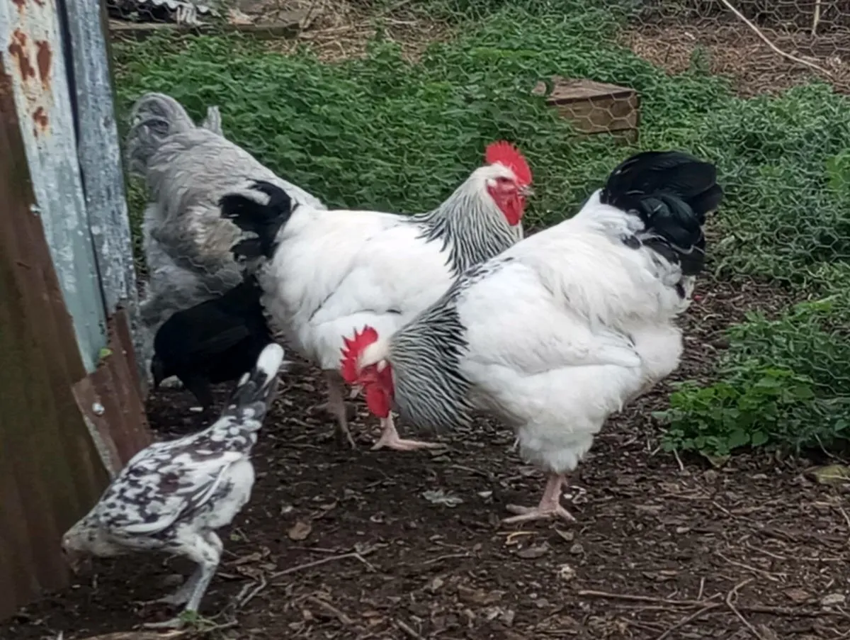 Sussex pair Carlisle pullets Brahma - Image 2