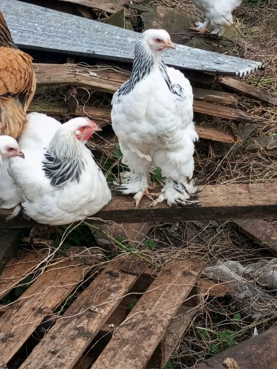 Sussex pair Carlisle pullets Brahma - Image 3