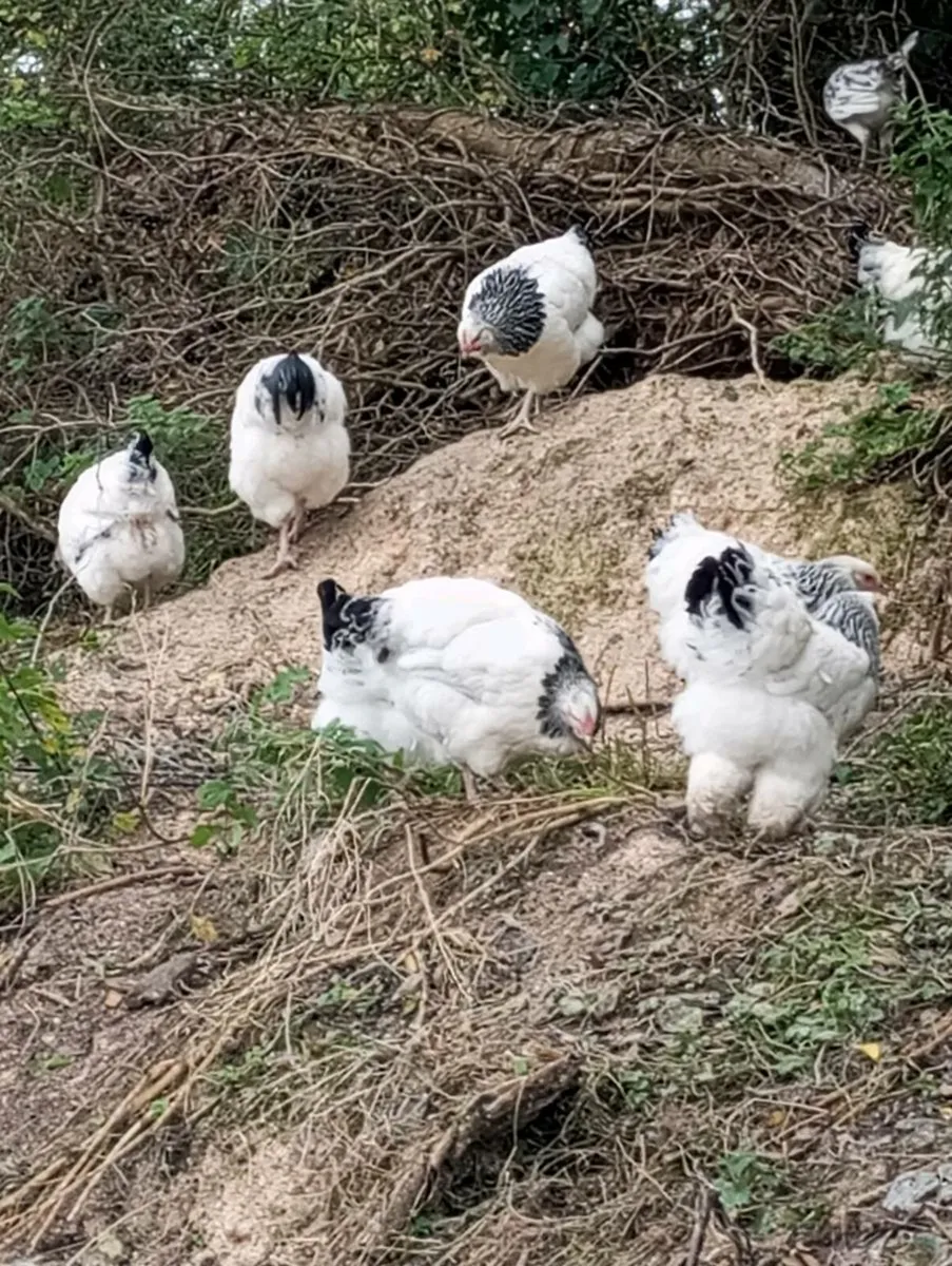 Sussex pair Carlisle pullets Brahma - Image 4