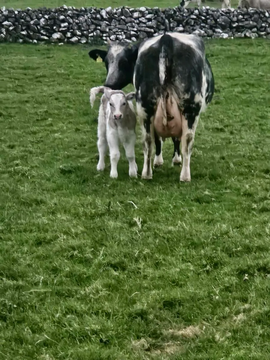 Calf - Image 1